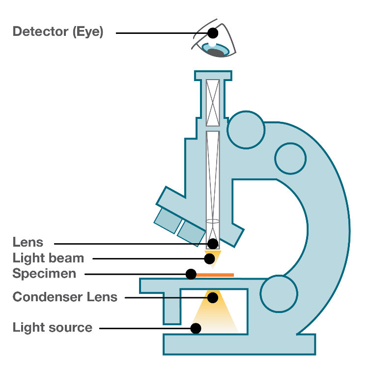 alder mover Nogle gange nogle gange Light Microscope vs Electron Microscope - Life in Atomic Resolution