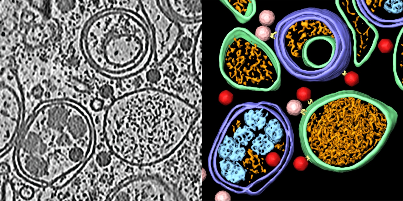 Cryo-electron tomography of cell structures used in cell biology research