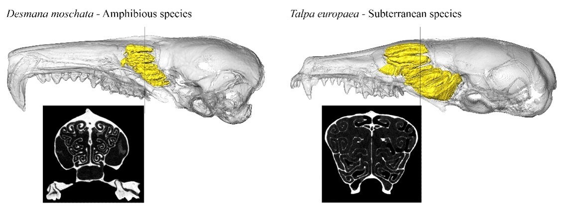 Olfactory turbinals in amphibious and terrestrial mammals