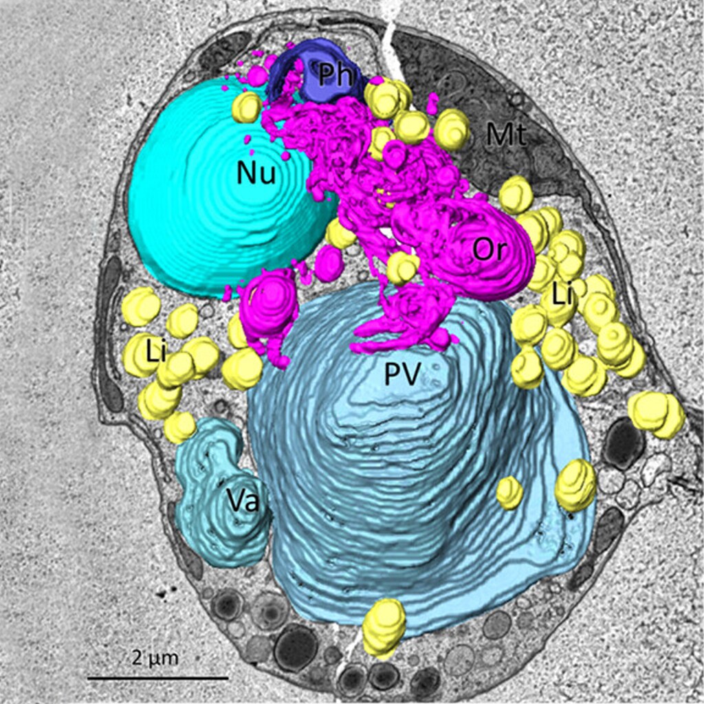 Three dimensional structures of organelles, vacuoles and vesicles in a microeukaryote. 