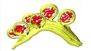 Chikungunya virus structure of spherules determined with cryo EM and 3D reconstruction in Amira Software