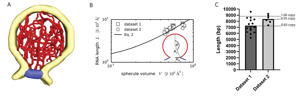 3D reconstruction of virus structure quantifies viral RNA in Chikungunya virus spherules