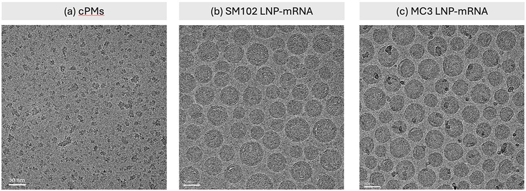 Cryo-TEM of cPM micelles and LNPs.