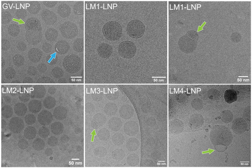 Cryo-TEM visualization of lipid nanoparticles.