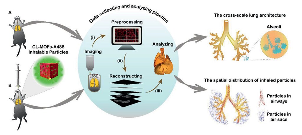 Micro optical sectioning tomography workflow for whole lung analysis
