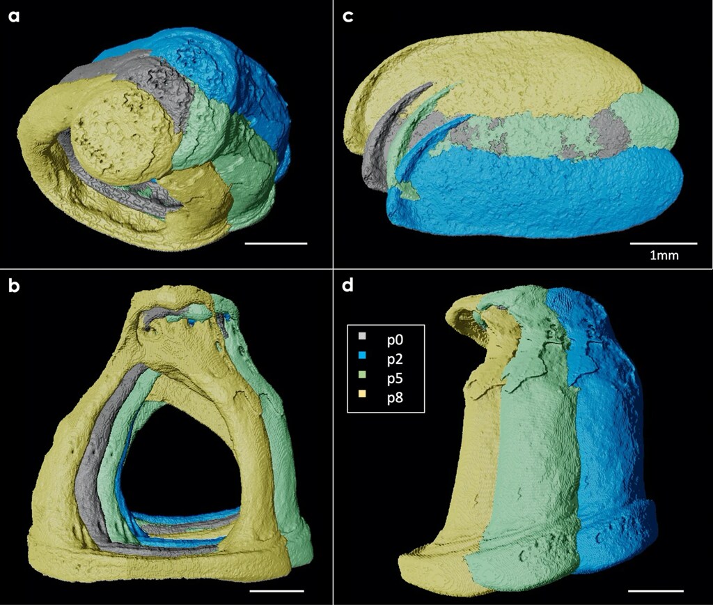 Motion of middle ear structures visualized with X-ray imaging and Amira Software.