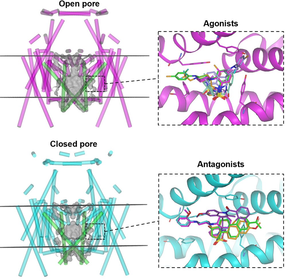Cryo EM structure of the TRPML1 ion channel determined for fragment based drug discovery Cryo EM structure of the TRPML1 ion channel determined for fragment based drug discovery