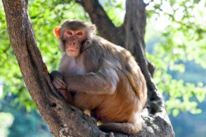 Rhesus Macaque