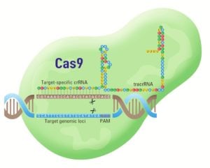 CRISPR-Cas9 system gene editing tool