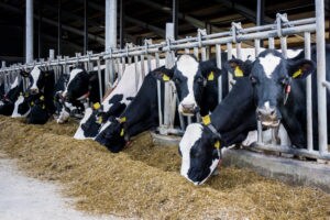 Cows eating