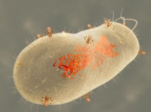 Shigella