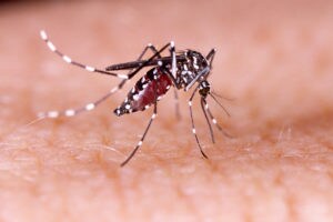 Zika mosquito