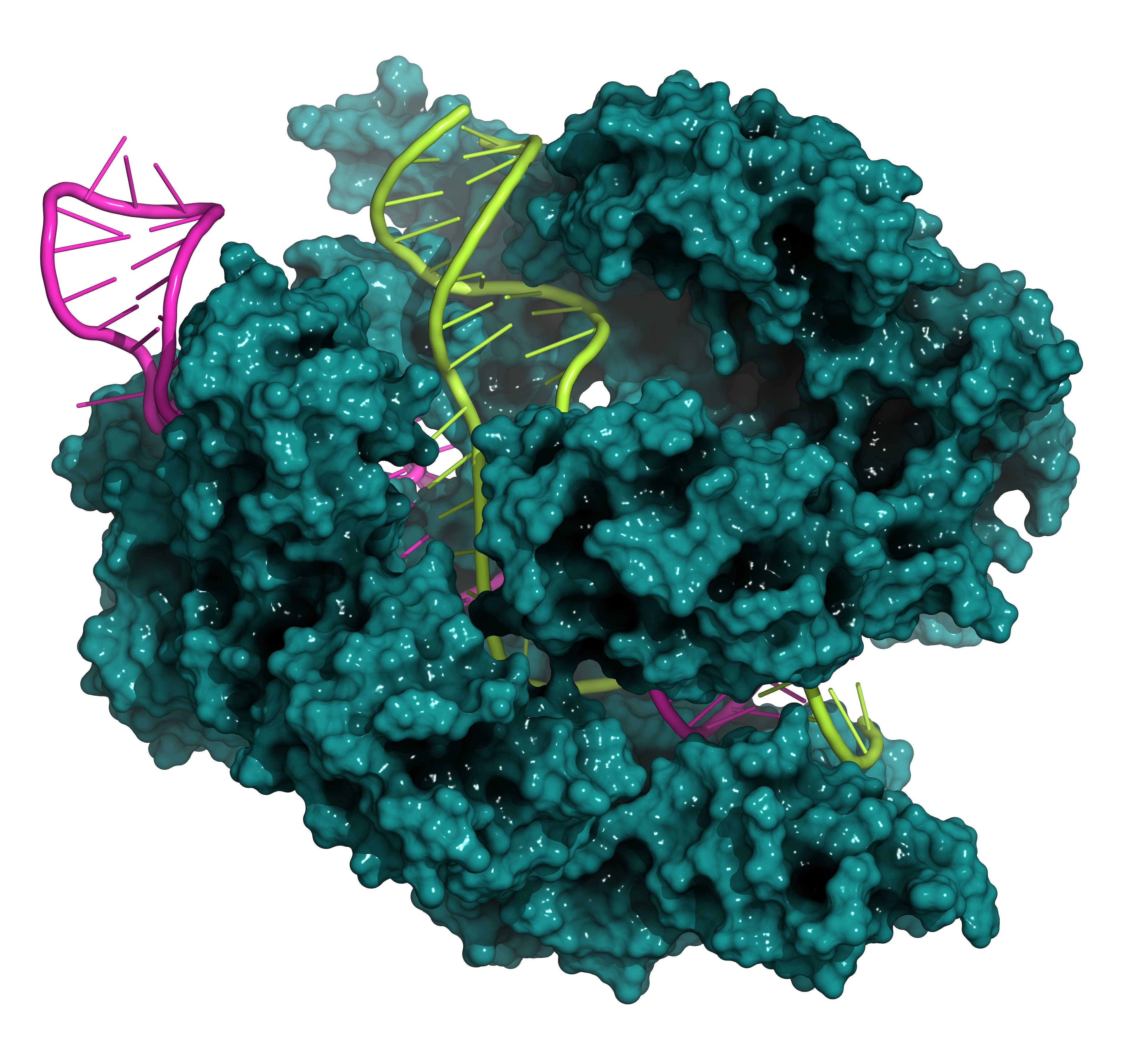 CRISPR cas9 DNA protein complex