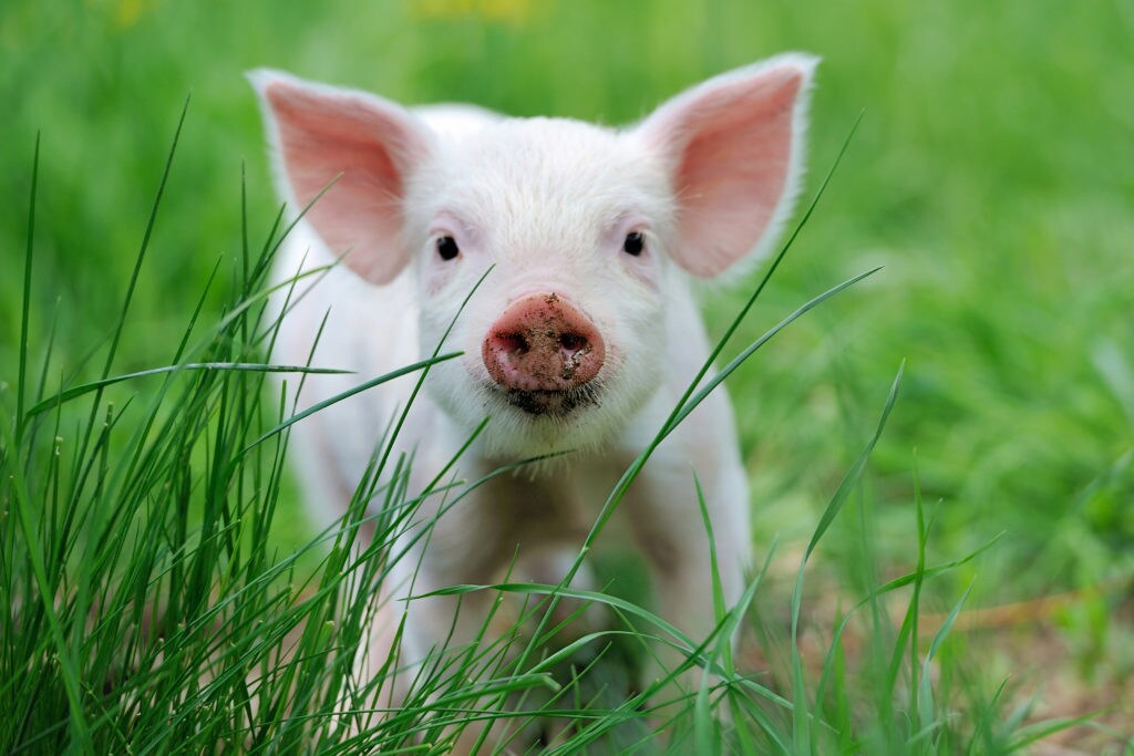 Piglet