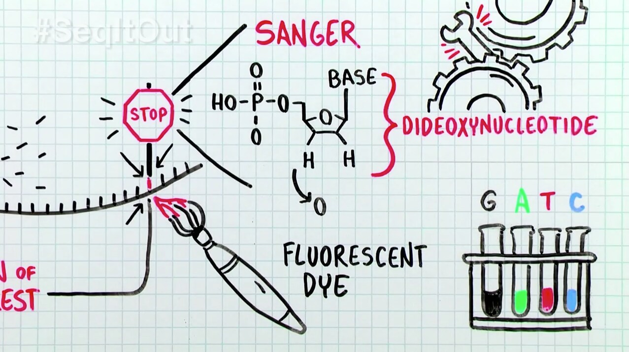 Sanger Method Of Dna Sequencing Flow Chart