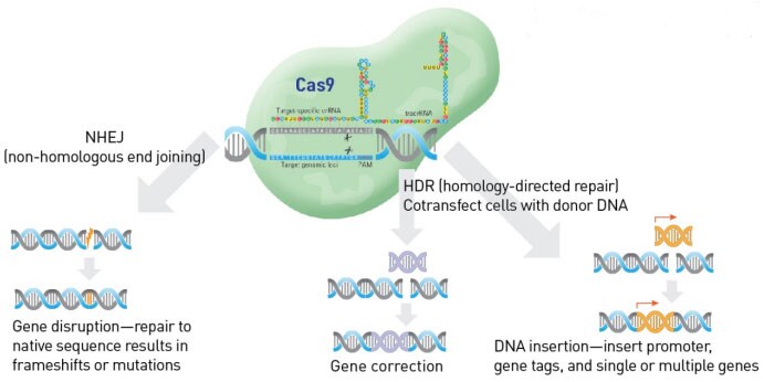 cas9.