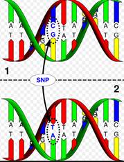 snps-2