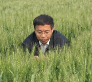 Dr. Jia Jizeng crouches in a field of wheat. Image ©Jia Jizeng 2018.