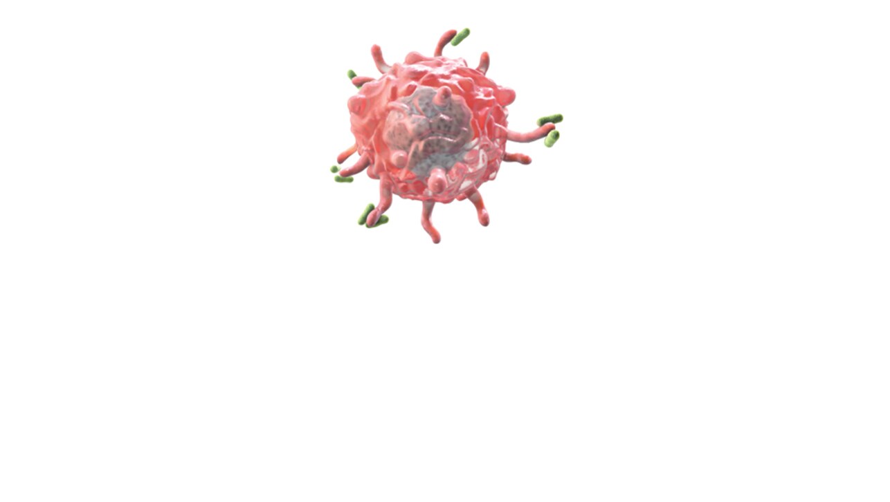 Macrophages by flow cytometry. New insights through novel antibody