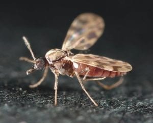A close-up photo of a Culicoides midge, a small flying insect