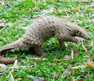 Malayan pangolins