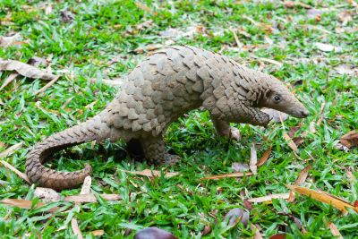 Malayan pangolins