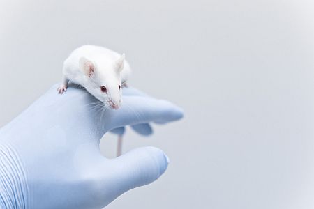 Cytokines - Mouse