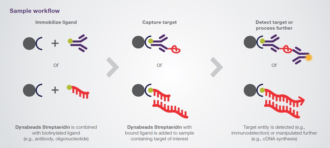 Dynabead Streptavidin workflow example