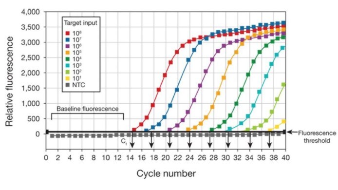 qPCR curves on a graph