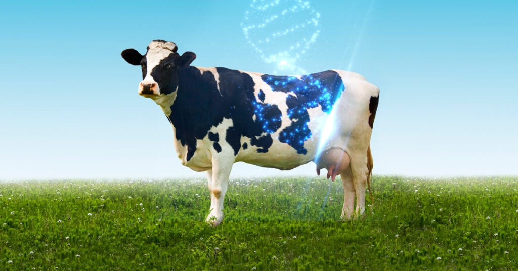 concept imagery of cow in pasture with glowing DNA strand coming down from sky