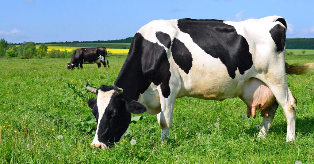 dairy cow grazing in field
