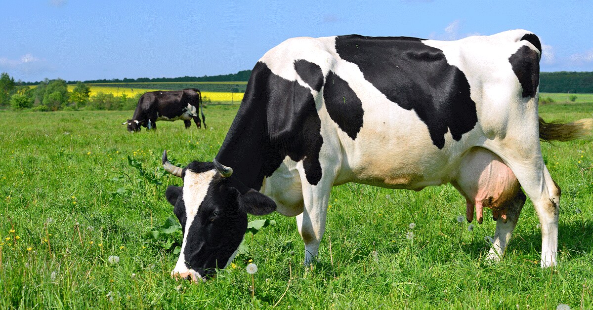 free range dairy cows grazing in green pasture
