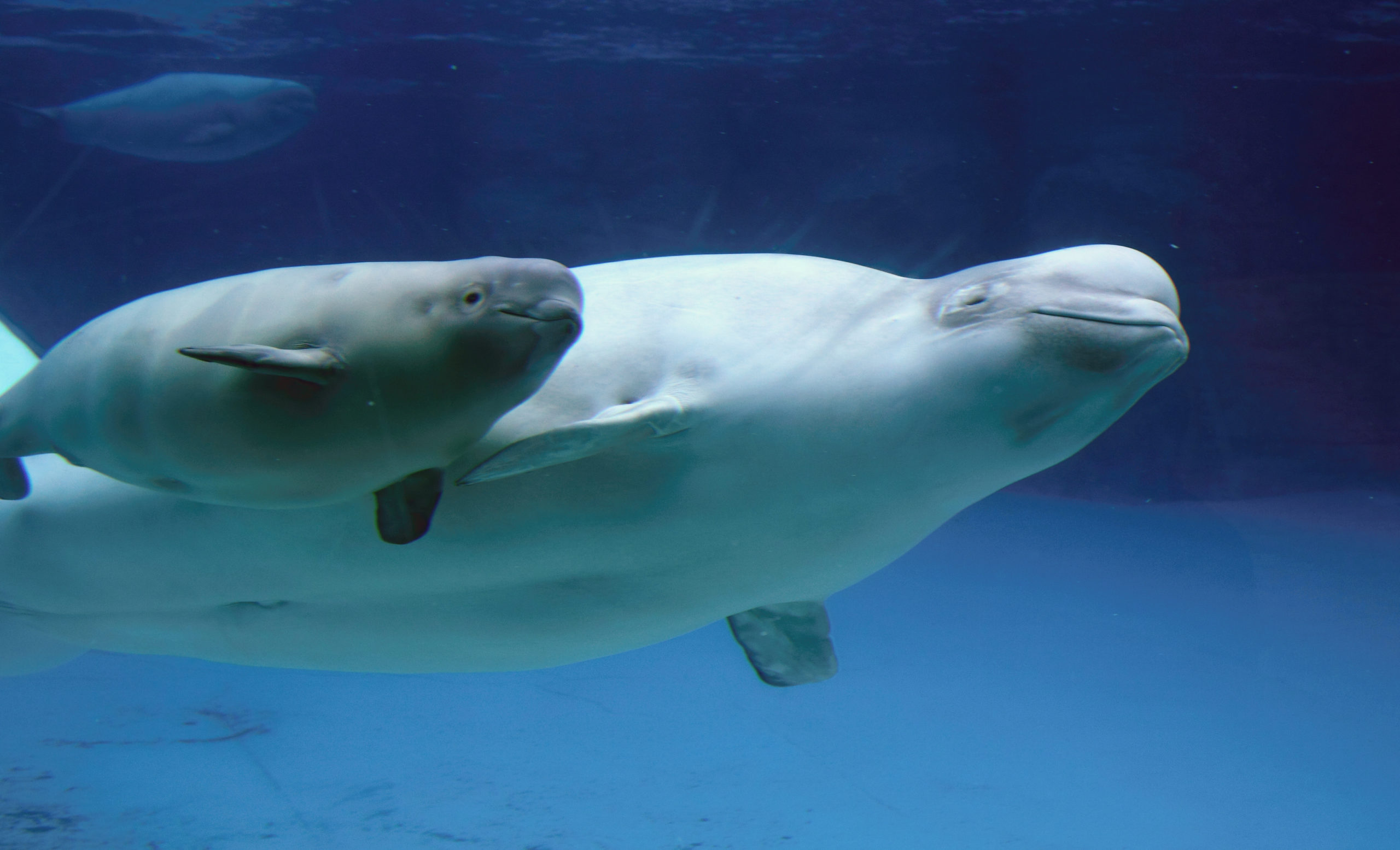 Identification of a Novel Coronavirus from a Beluga Whale by Using