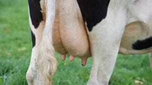 Close-up of dairy cow udder