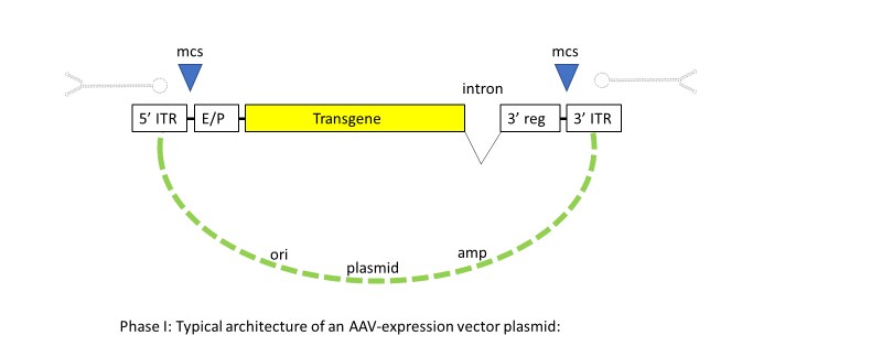 scientific diagram of typical architecture of an AAV-expression vector plasmid