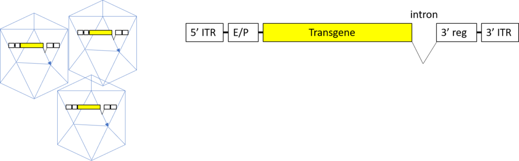 scientific diagram of the transformation of the transgene construct into a recombinant AAV vector