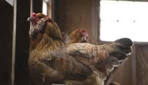 brown chicken in chicken house looking out window