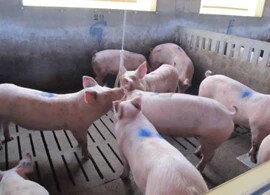 pigs in pen chewing on rope for fluid sample testing