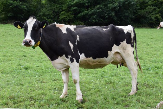 PCR Testing for Mastitis Diagnosis and Management of Dairy Herd Health black and white dairy cow standing in a green grassy field