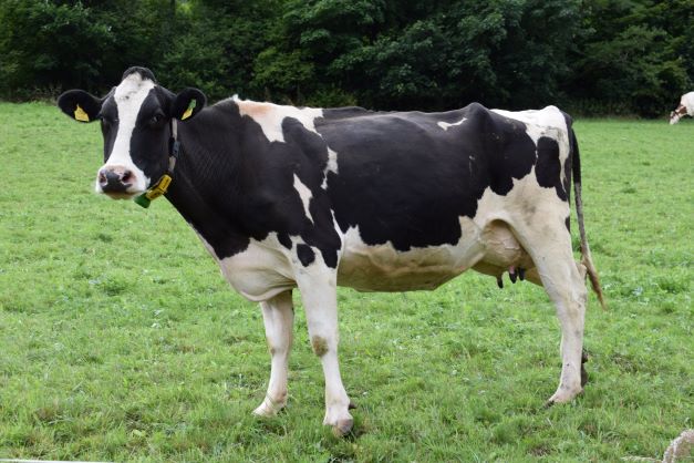 black and white dairy cow standing in a green grassy field