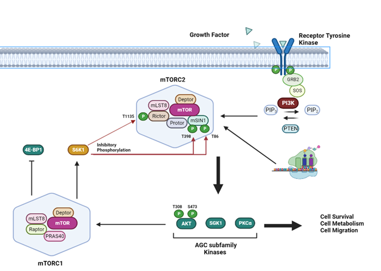 PI3 kinase/AKT/mTOR signalling cascade