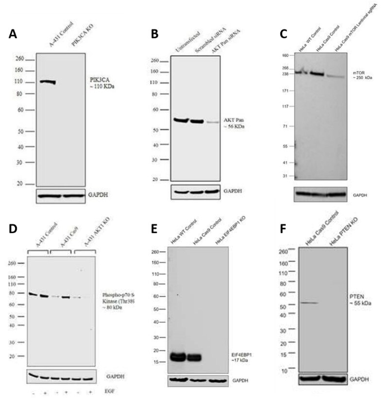 Antibodies specific to the PI3 kinase/AKT/mTOR signal transduction pathway