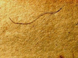 Close-up of hair sample from Gregor Mendel's book