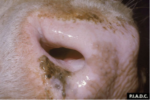 Pig nose showing symptoms of foot-and-mouth disease