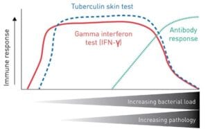 A graph showing the timing and sensitivity of detection with different diagnostic tests. The Gamma interferon PCR test is highly effective in detecting bTB early on.