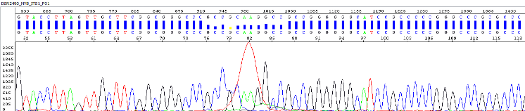 This diagram shows an electropherograms, showing Dye blob regions. The SDB results shows higher quality base calls in the dye blob regions.
