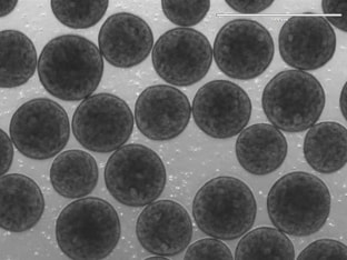 Induced Pluripotent Stem Cells