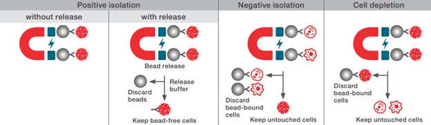 Cell isolation with magnetic beads