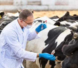 Taking bio sample from a cow. Image: Jenoche/Shutterstock.com