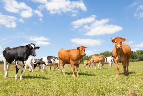 Group of Limousin and Holstein cows. Image: Gozzoli/Shutterstock.com